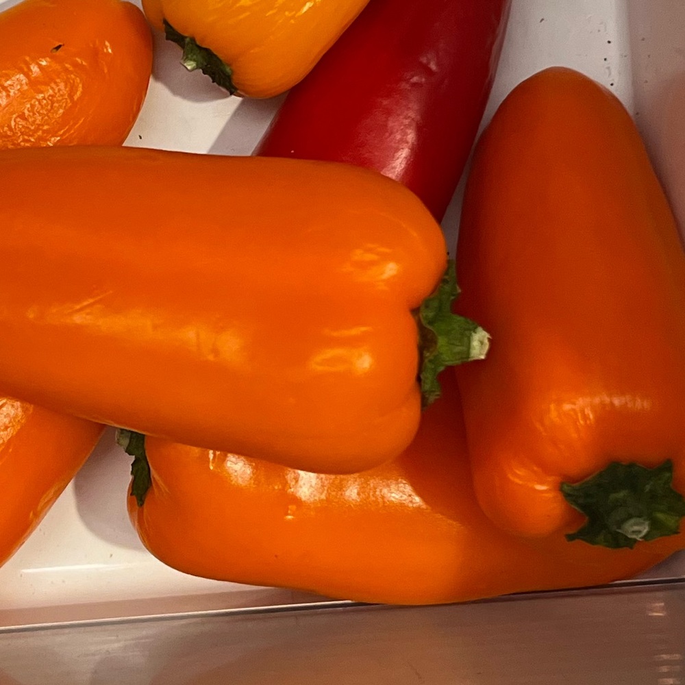 Meet your Posher, Bella